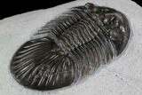 Scabriscutellum Trilobite - Tiny Axial Spines & Eye Facets #87461-4